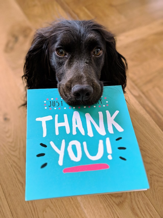 Dog with a "Thank You" Card in its mouth